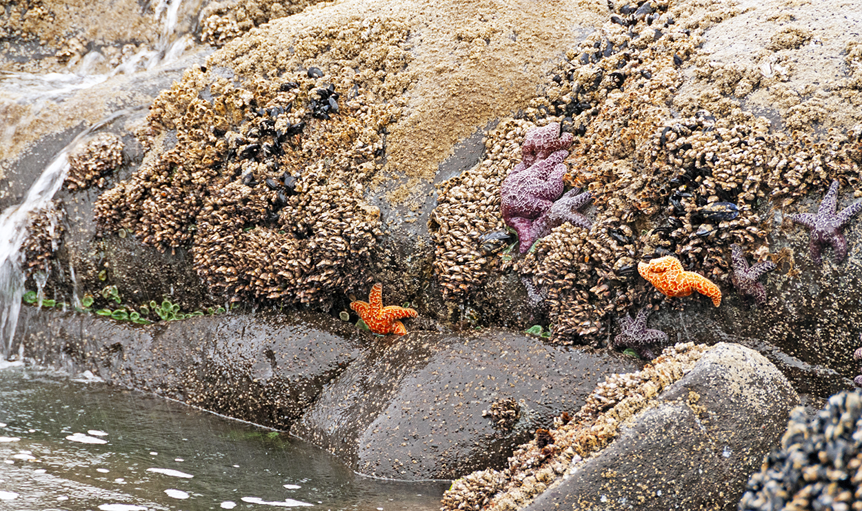 Starfish in tidepools • Wander Your Way