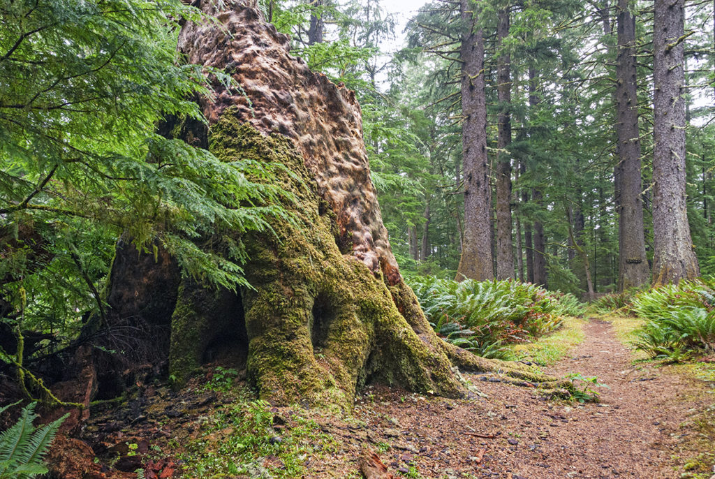 Yachats: A Beautiful Destination on the Coast of Oregon • Wander Your Way