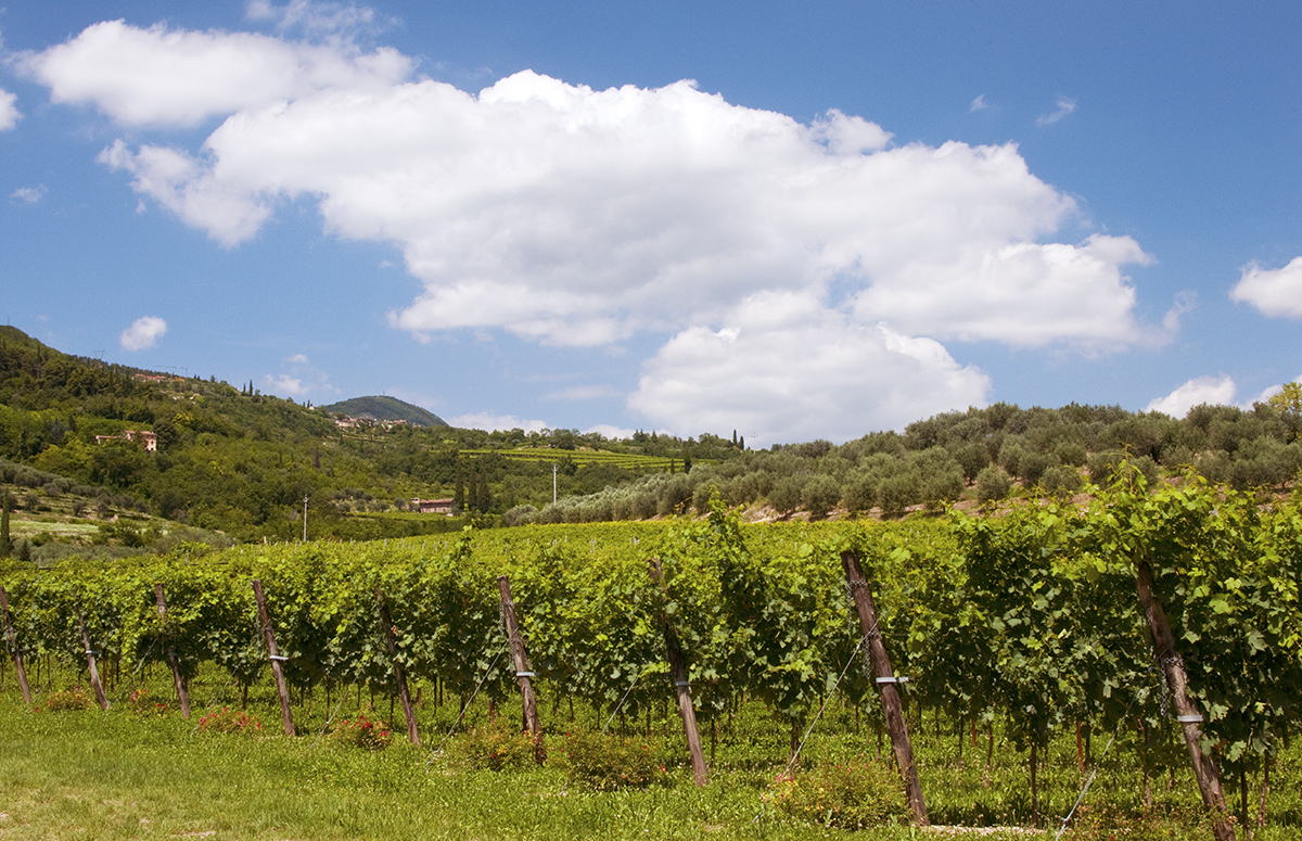 Vineyard, Sant' ambrogio di Valpolicella, Italy • Wander Your Way