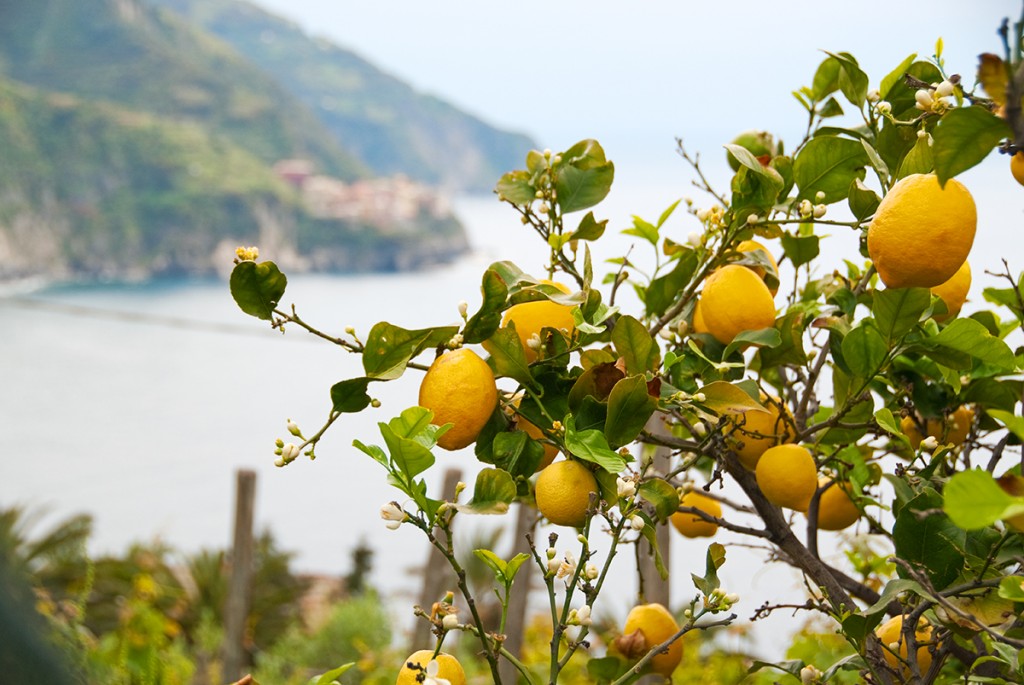 Lemons growing on tree with Corniglia in background
