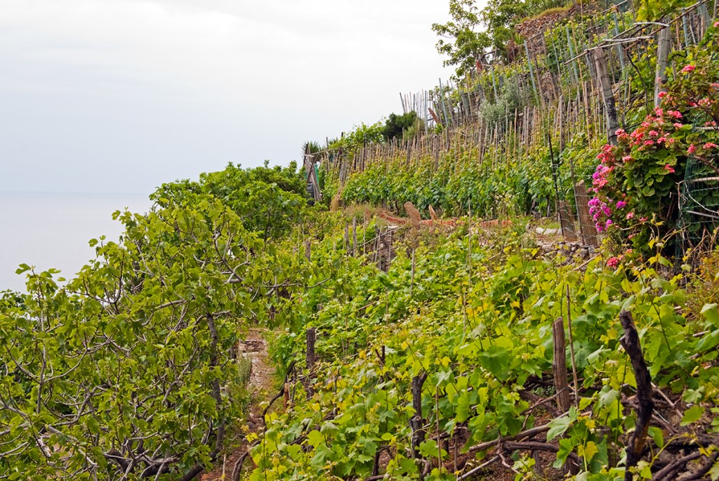 Grapevines on the mountains