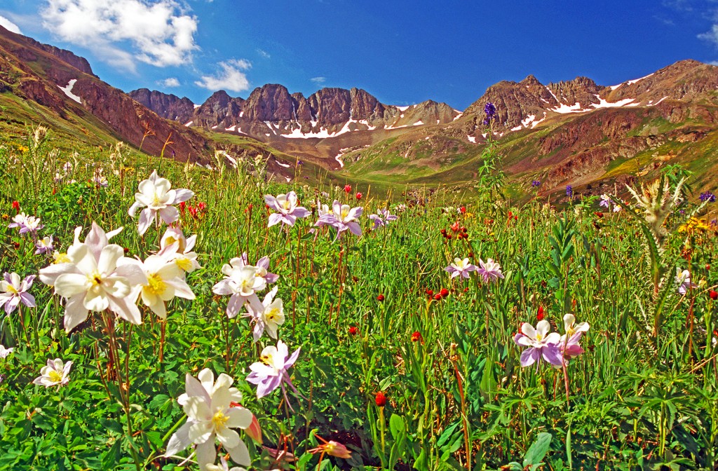 Mountains and wildflowers of American Basin, Colorado