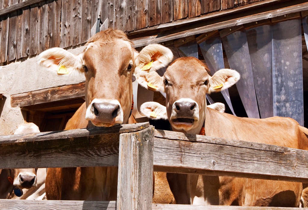 Cows in pen, Castelrotto, Italy