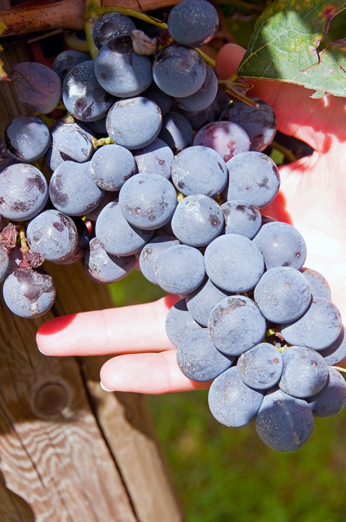 Corvinon grapes, Corte Aleardi, Italy