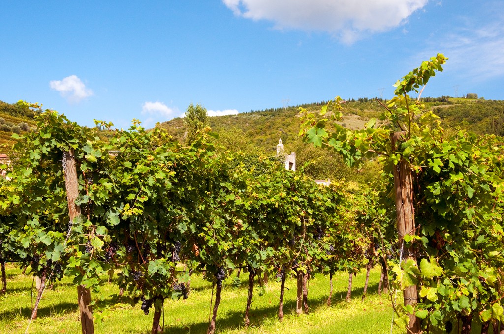 Corte Aleardi vineyard