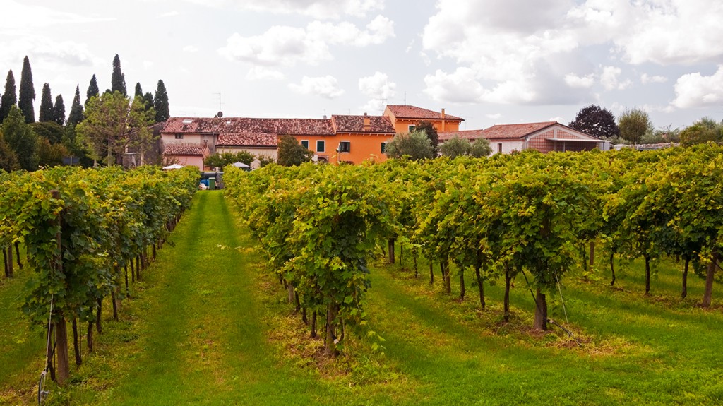 Corte Aleardi vineyard, Gargagnago, Italy