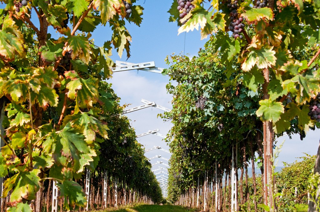 Rows of vines, San Pietro in Cariano, Italy