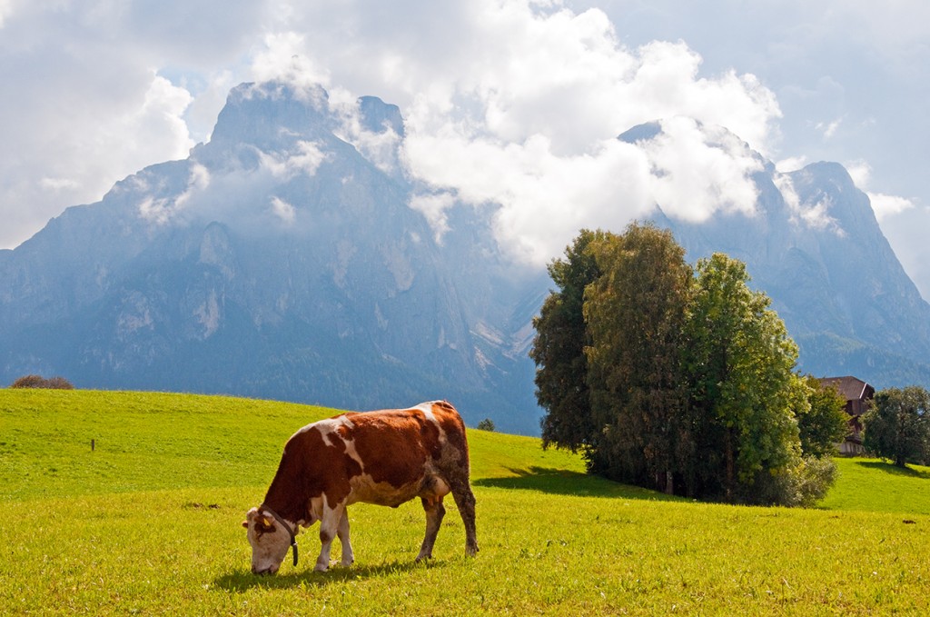 Cow in field with Sciliar/Schlern in background, Italy