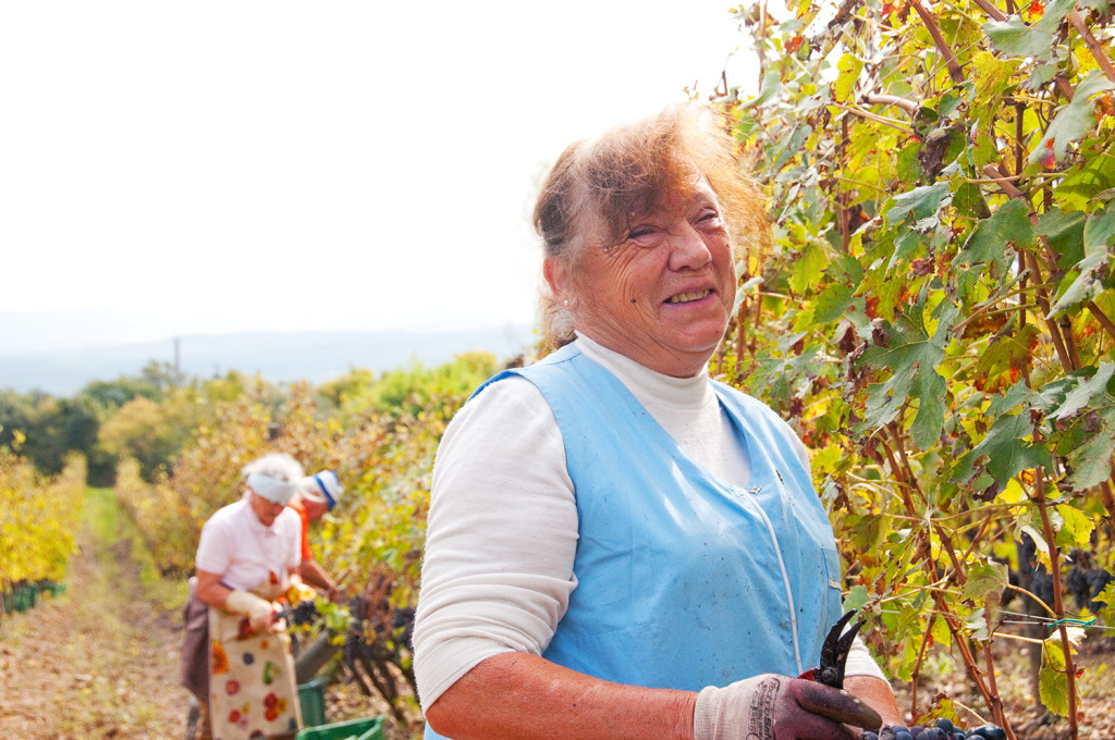 Nonna, working the vineyard at Sante Marie di Vignoni near Bagno Vignoni, Italy