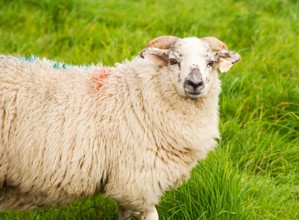 Sheep, Ireland
