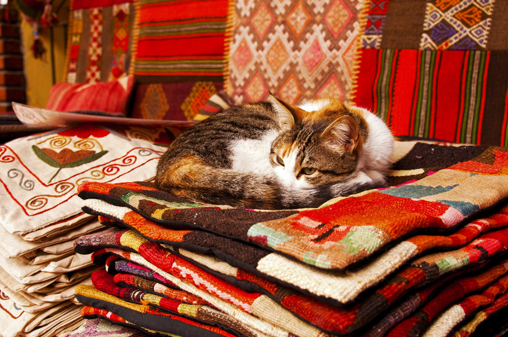 Cat lounging on a pile of woven blankets, Istanbul, Turkey