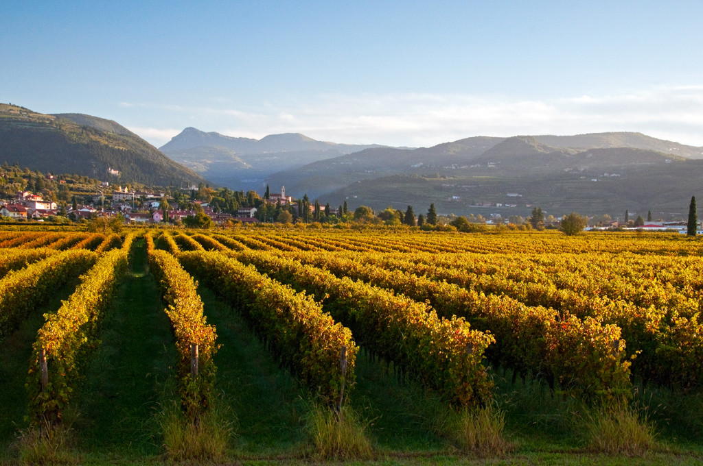 The vineyards of the Valpolicella region of Italy near San Pietro in Cariano
