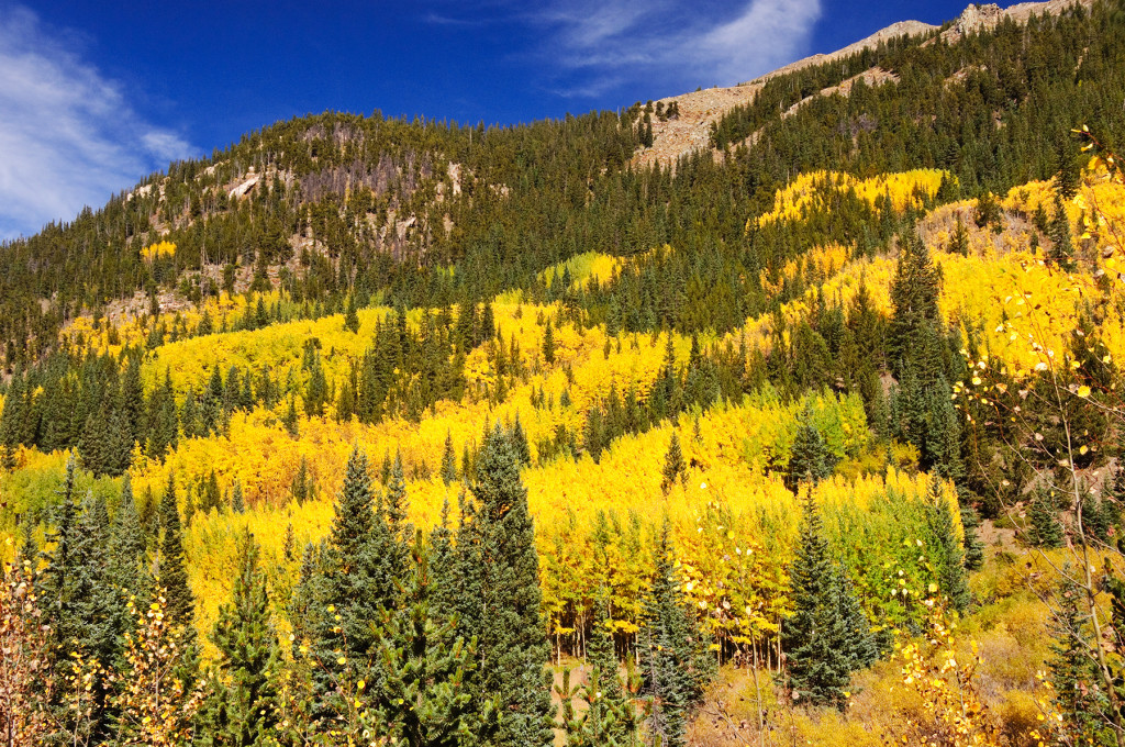 The autumn colors on the road to Guanella Pass, Colorado