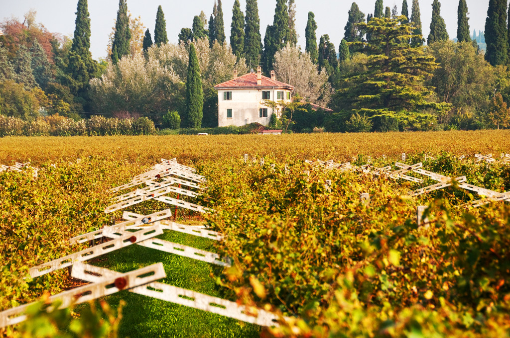 Vineyard in autumn in the Valpolicella wine region near the town of San Pietro in Cariano, Italy