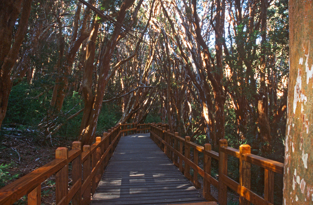 Wooden walkway winding through Parque Nacional Arrayanes, Villa la Angostura, Argentina