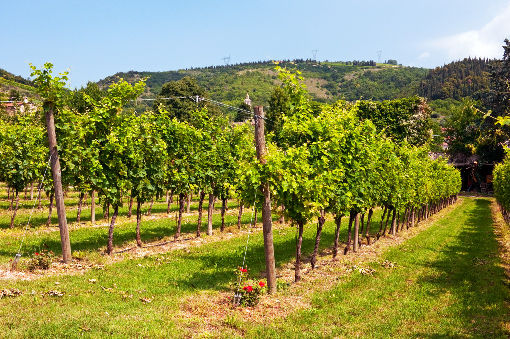 Corte Aleardi winery