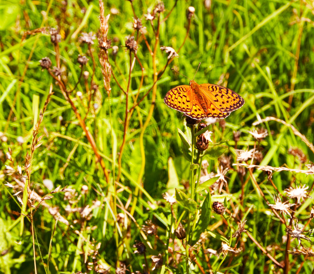butterfly in field, Italy