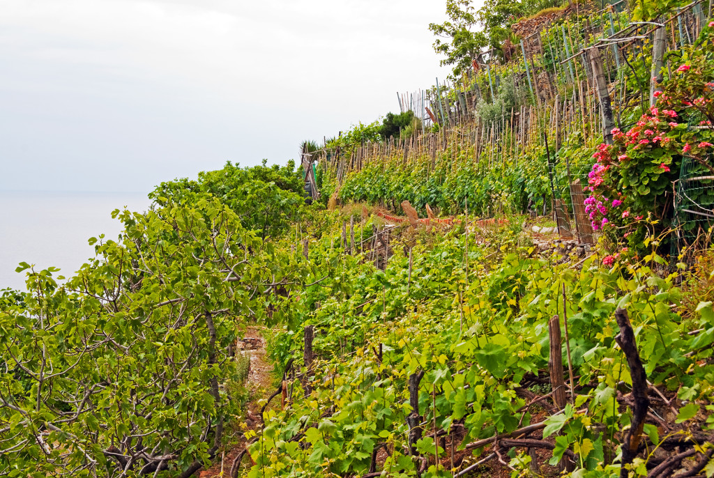 Vineyards, Italy