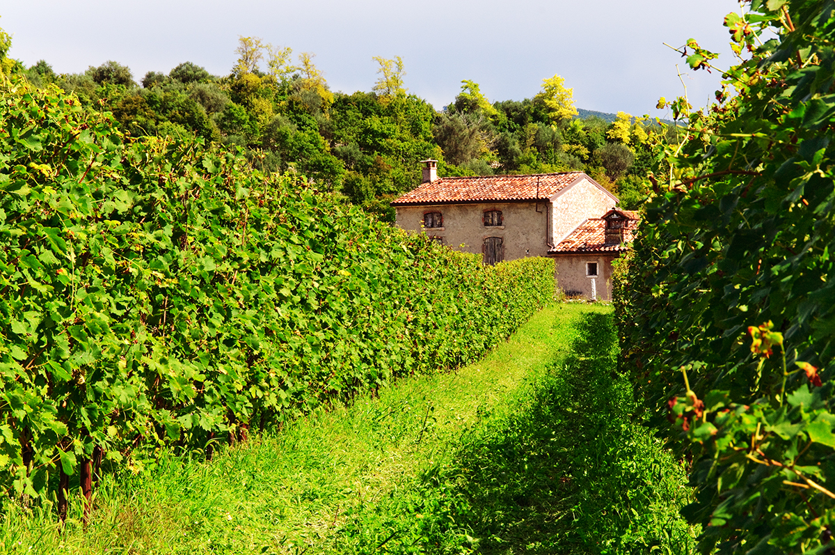 vineyard and life