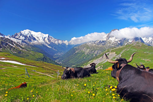 Why I Would Love To Hike the Tour du Mont Blanc • Wander Your Way