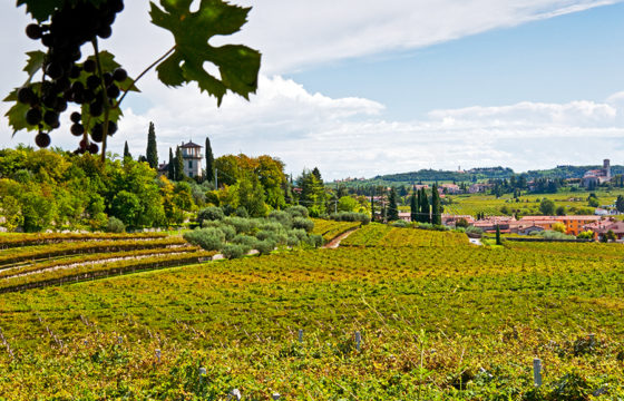 Valpolicella: The Best Italian Wine Region You've Never Heard Of ...