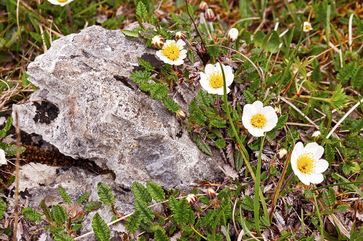 Why the Burren is Ireland's Most Fascinating Landscape • Wander Your Way