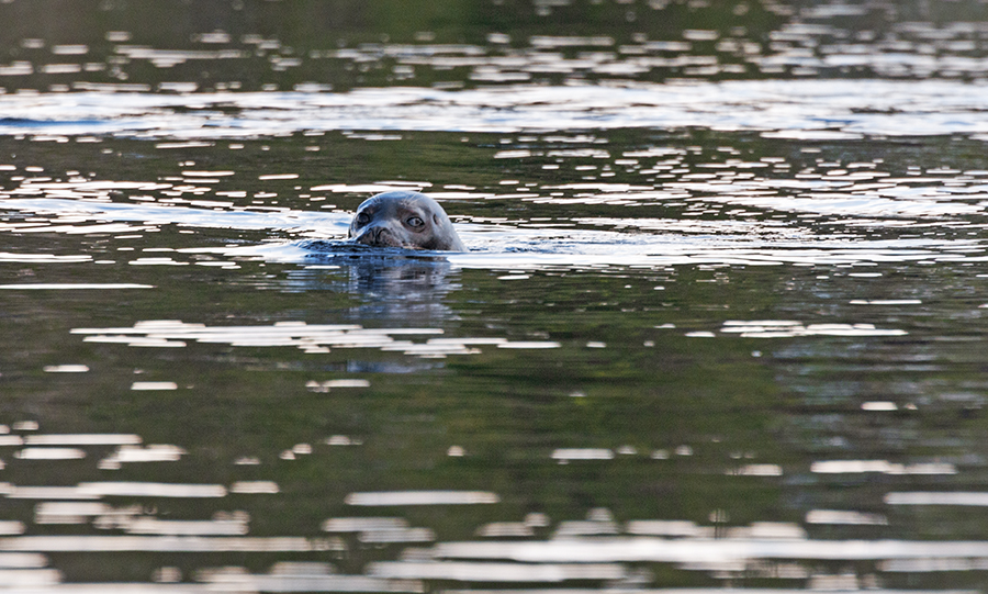 kayak