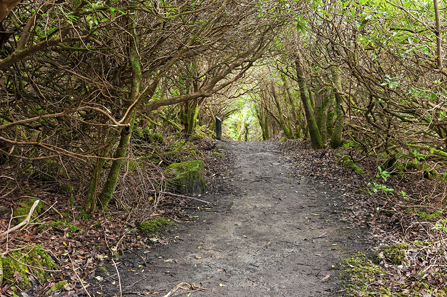 Ards Forest Park Ards Forest Park