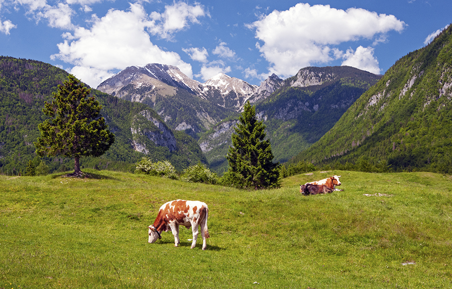 Cows, valley and mountains