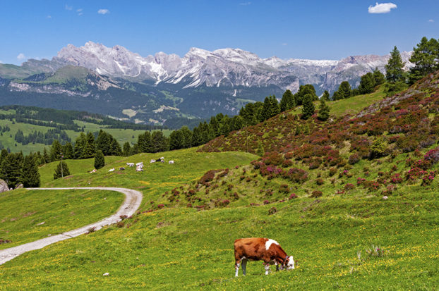 hiking in Alpe di Siusi