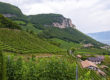 Wines in Alto Adige