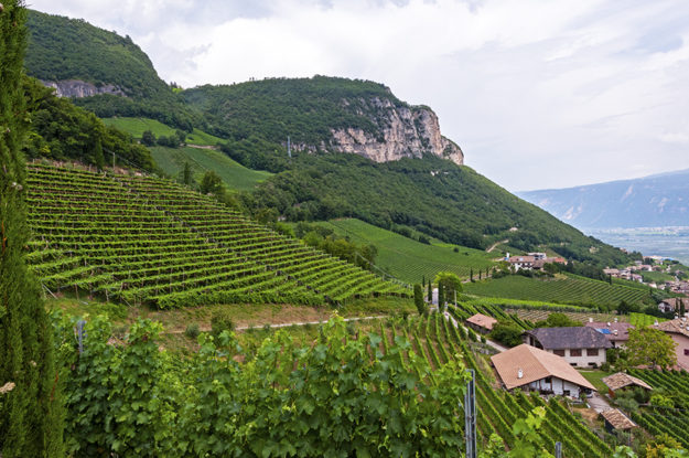 Wines in Alto Adige