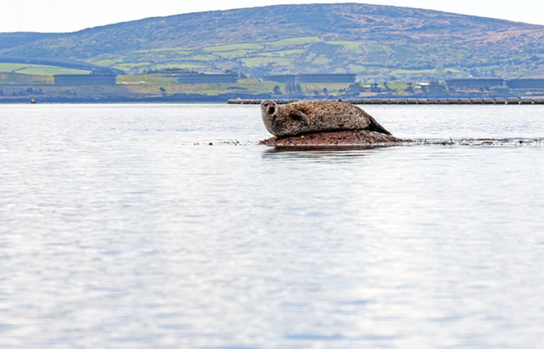 Fat seal