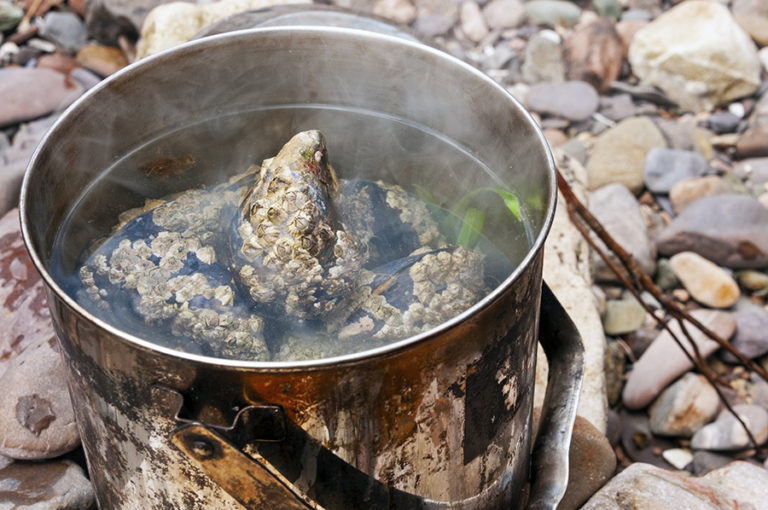 Fresh oysters