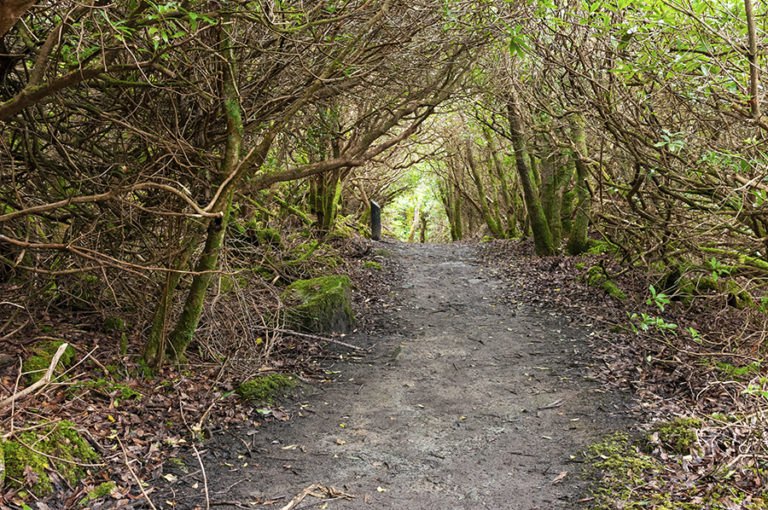 Ards Forest Park