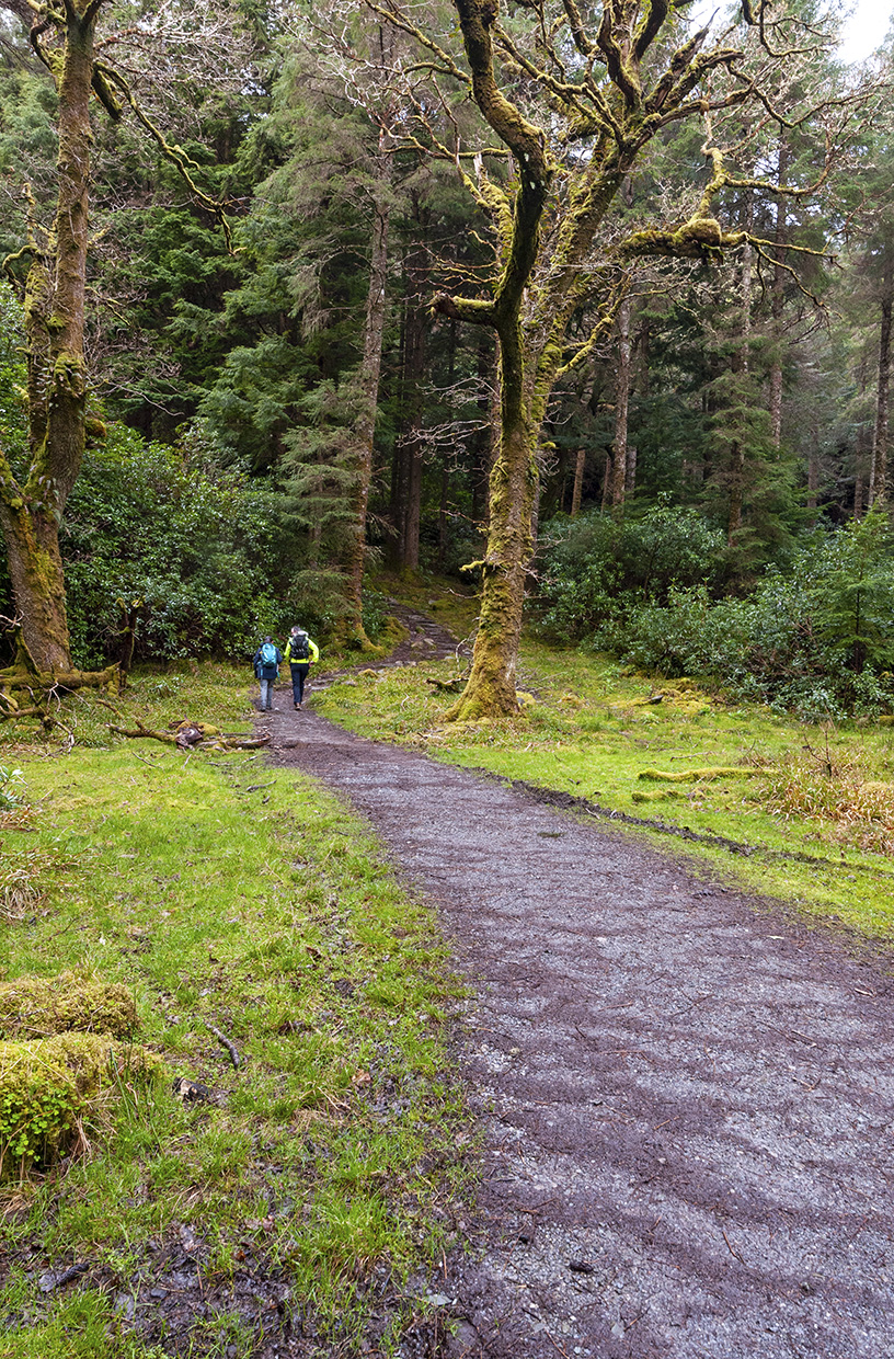 Trail in Killarney National Park, Ireland • Wander Your Way