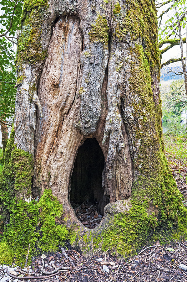 tree trunk