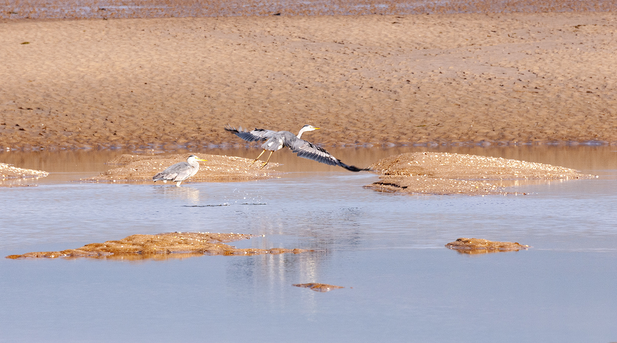 Heron in Anglesey Wales Europe travel