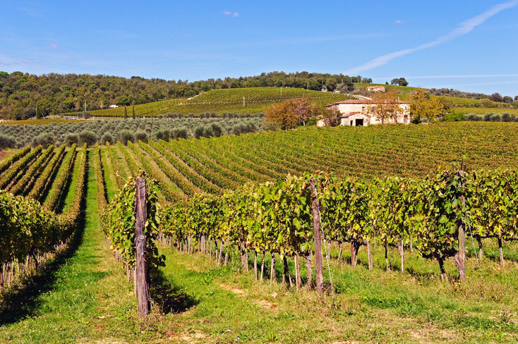 my-favorite-vineyards-in-italy-that-i-recommend-to-you-wander-your-way