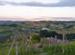 vineyards in Italy