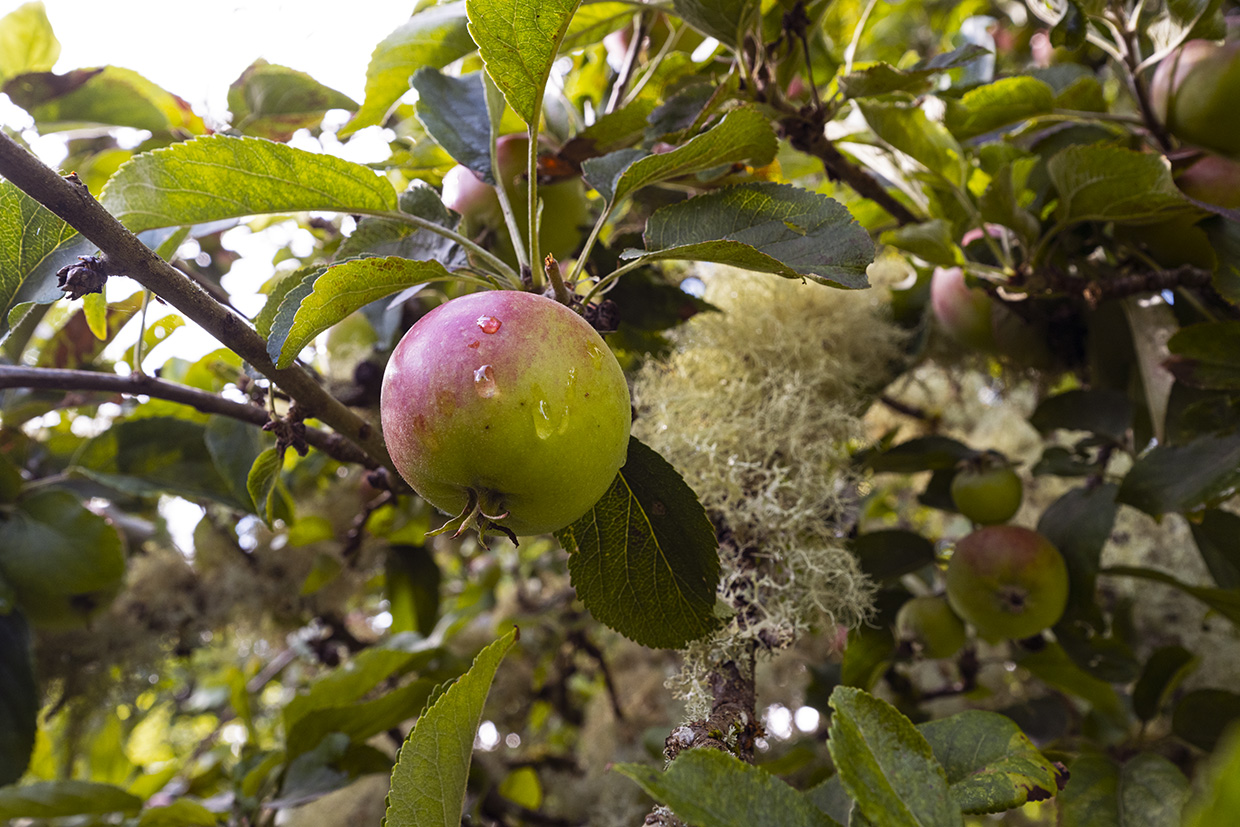 Apple on tree Apple on tree