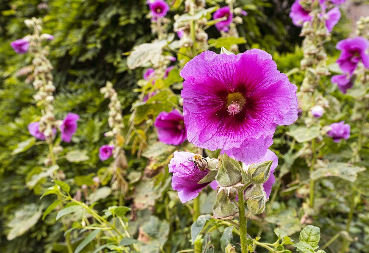 Flower in Cawdor Castle gardens Flower in Cawdor Castle gardens