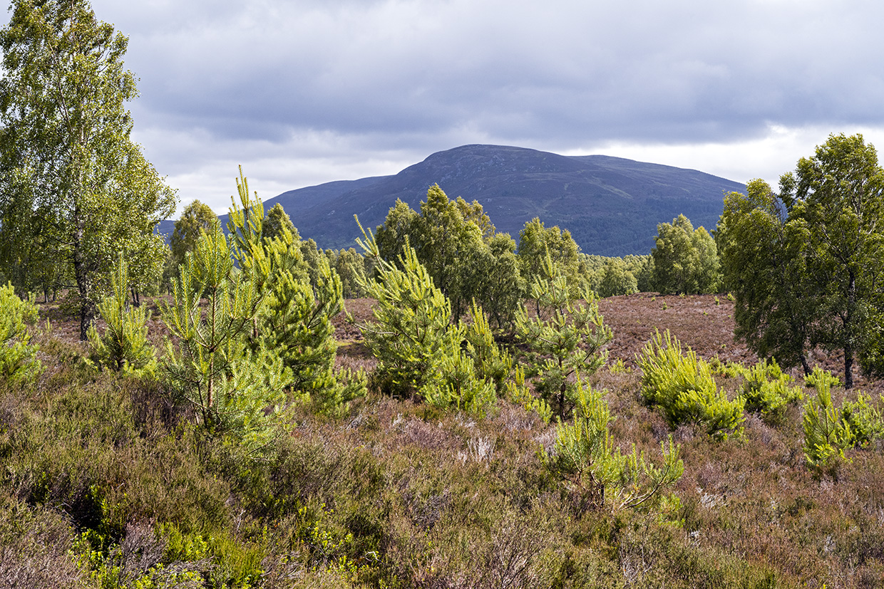 Cairngorms National Park