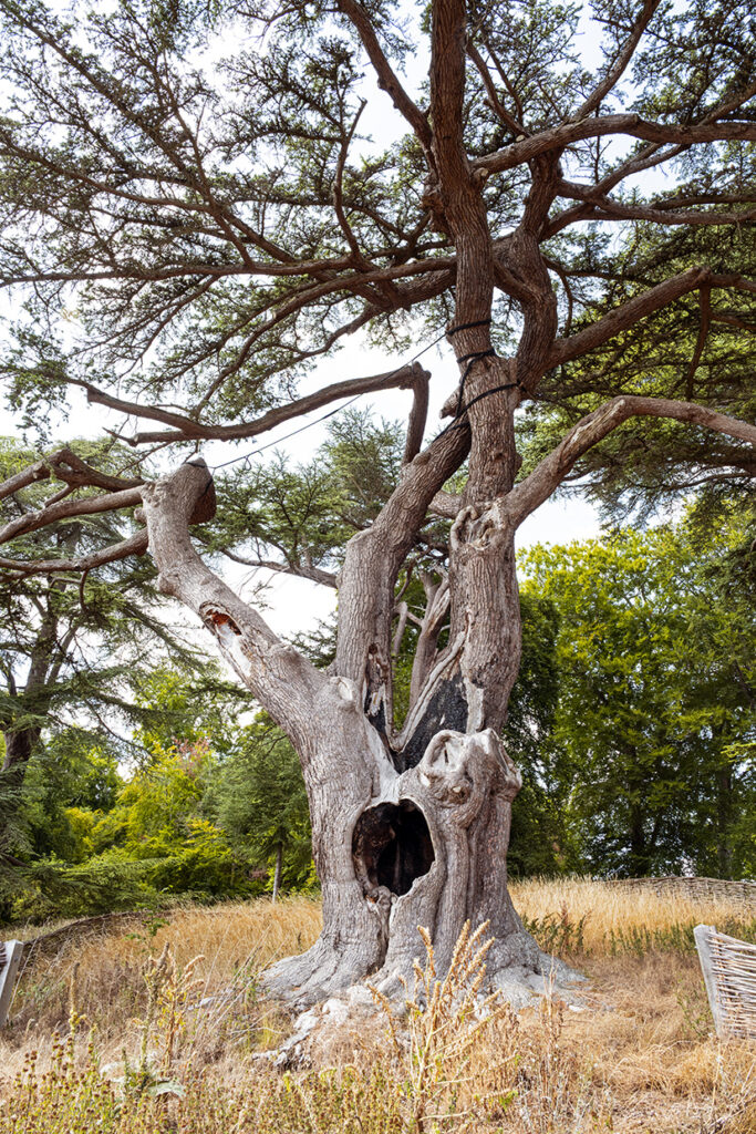 Harry Potter tree at Blenheim Palace