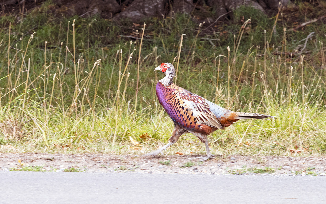 Pheasant at Blenheim Palace grounds