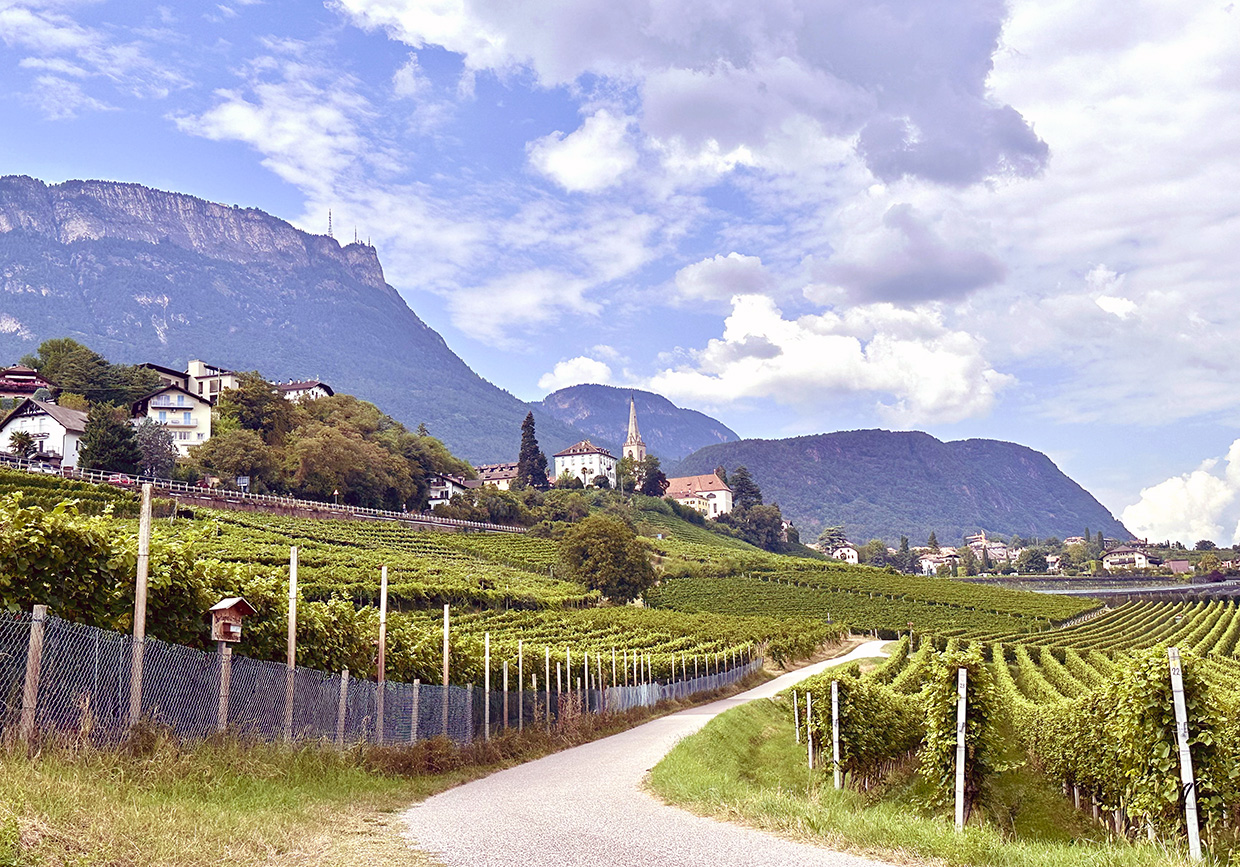 Caldaro vineyards Caldaro Italy
