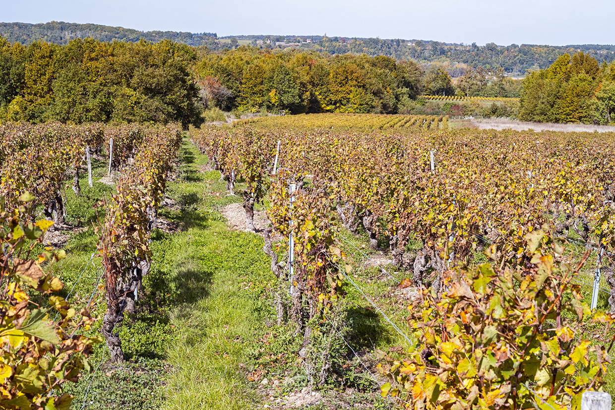 Loire Valley vineyards Loire Valley vineyards