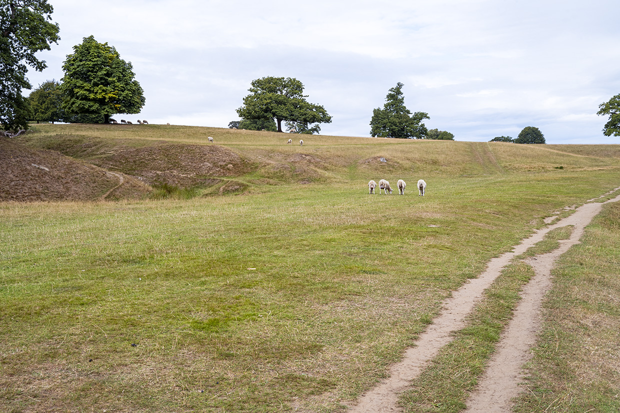 Sheep at Chatsworth House and Estate