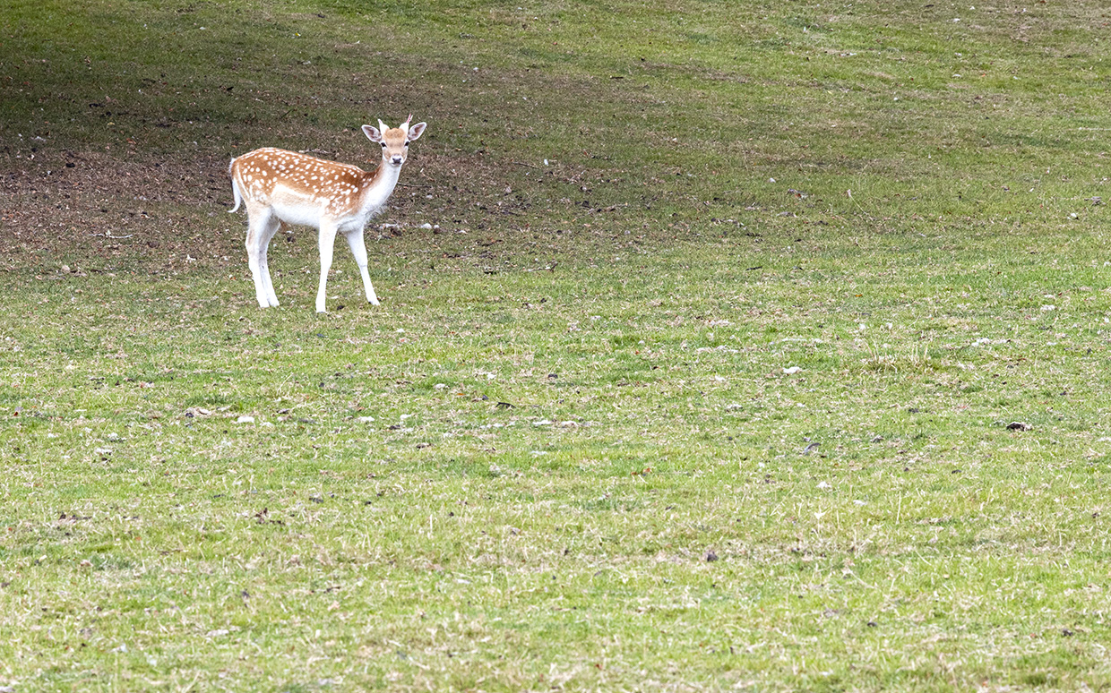 Deer at Chatsworth House and Estate