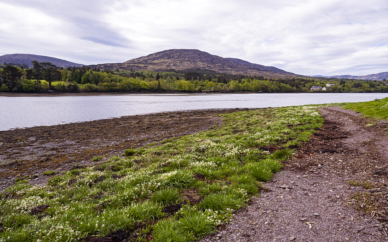 Reenagross Woodland park, Kenmare, Ireland slow travel in Europe